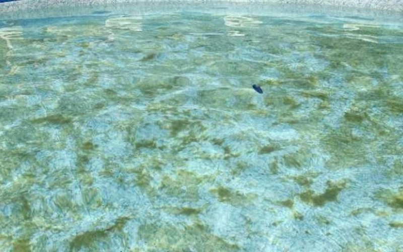 Lutter efficacement contre les algues piscine