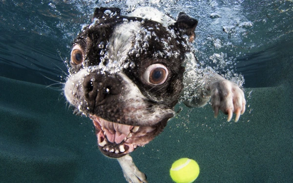 Animaux et piscine solutions de sécurité efficaces